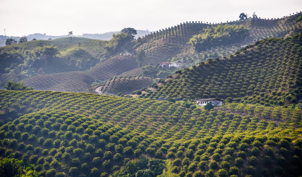 Cross-Country Colombia: Coffee Farmers, Mountains & Medellin