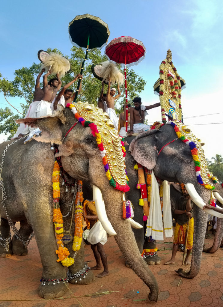 Pooram Gajmela: An Indian Elephant Walk